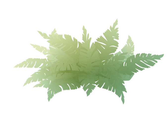Fern