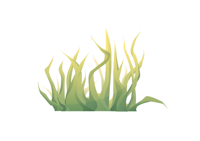 Grass