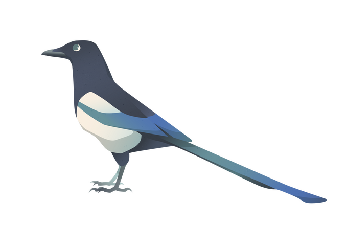 Magpie