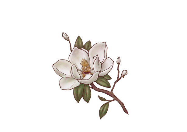 Magnolia